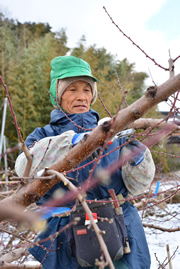 140127_05 せん定作業に励む藤原さん